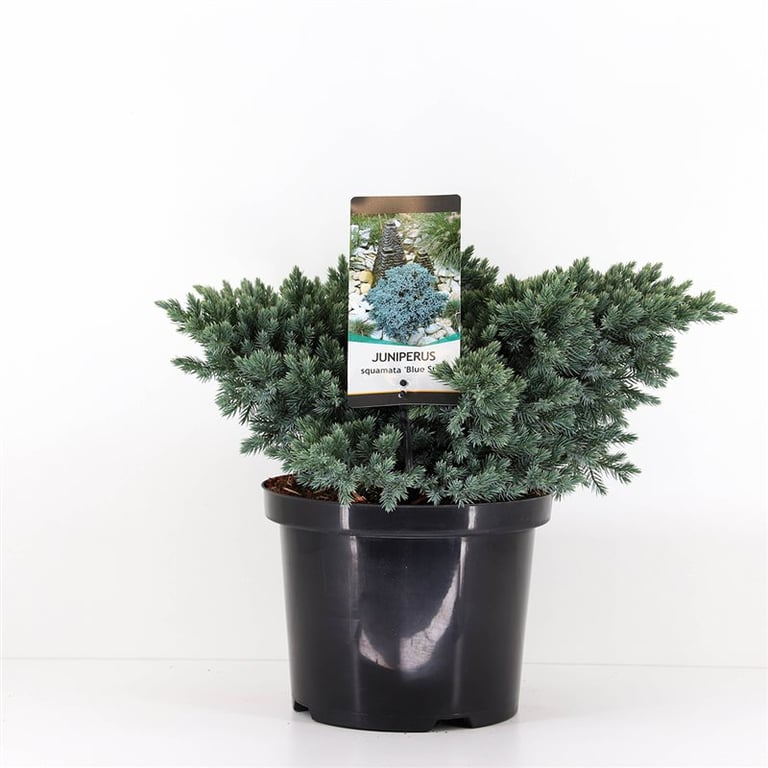 Можжевельник чешуйчатый Блу Стар